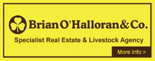Brian O'Halloran & Co